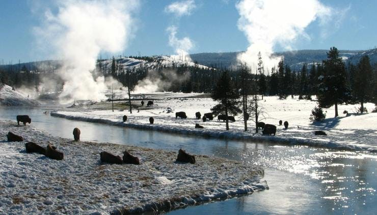 Source: SnowGoer. Bison laying in the frozen fields of Yellowstone National Park surrounded by gysers. 