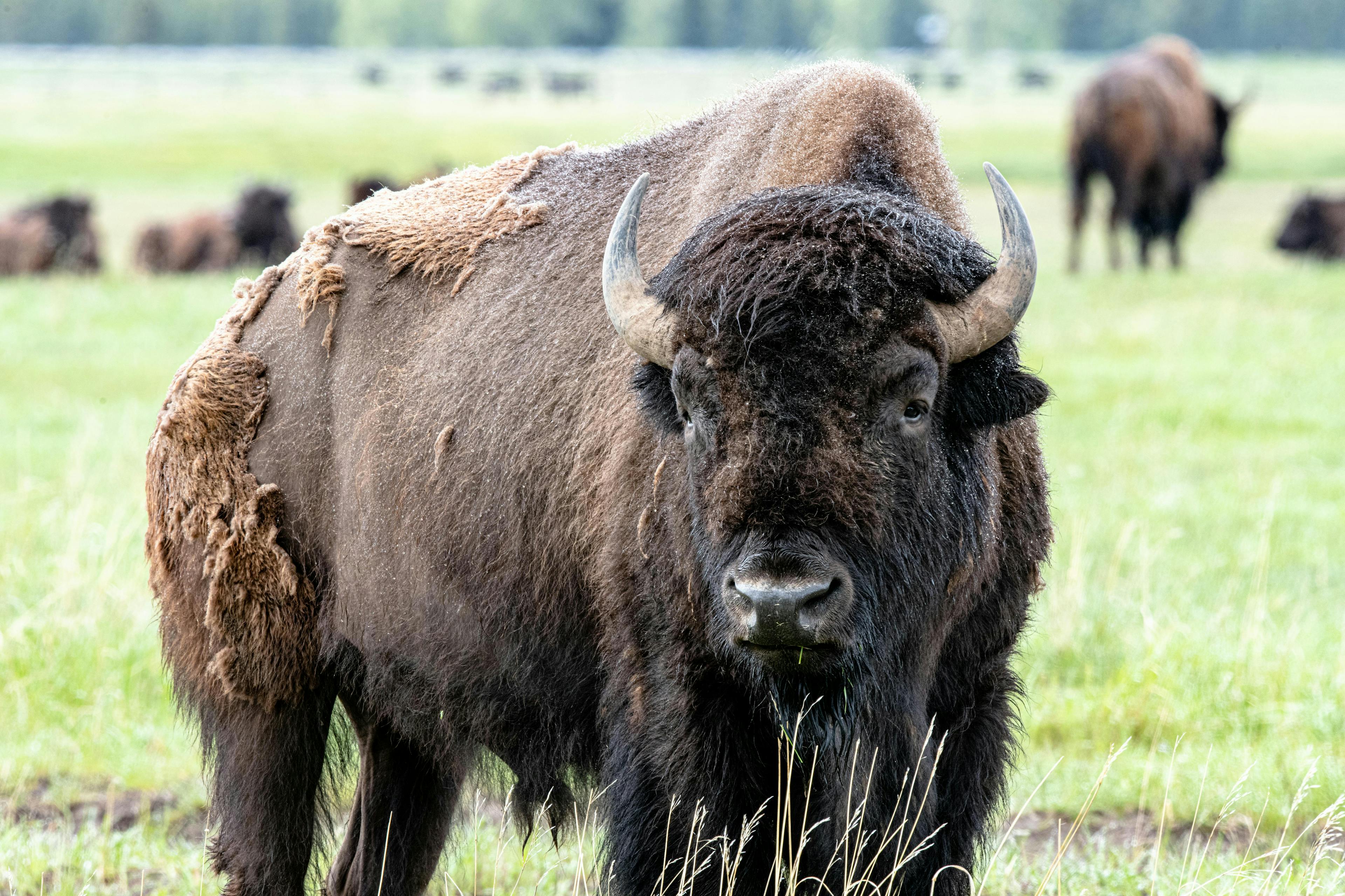 A Bison roams in Yellowstone National Park in Yellowstone Teton Territory.