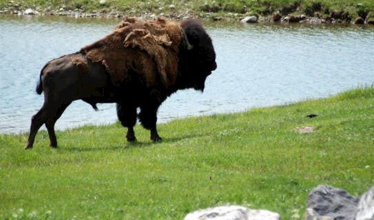 Bison stands in Yellowstone Bear World in Eastern Idaho's town of Rexburg in Yellowstone Teton Territory.