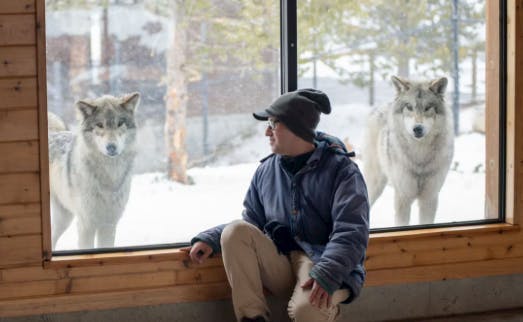 A man sits with two wolves at the Grizzly & Wolf Discovery Center in Yellowstone Teton Territory's West Yellowstone Montana.