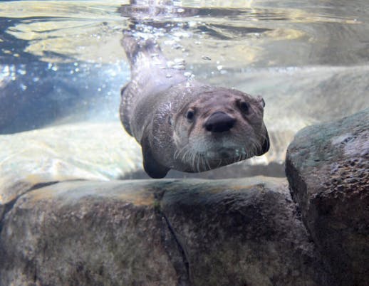 An otter swim underwater at Grizzy & Wolf Discovery Center in West Yellowstone, Montana in Yellowstone Teton Territory.