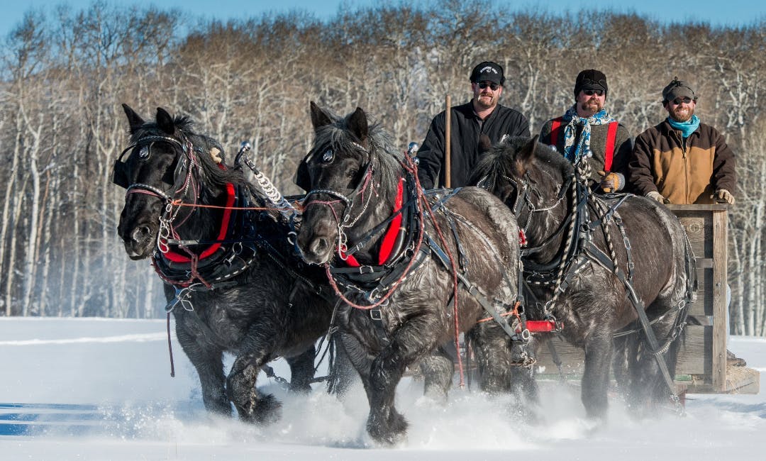 Winter horse drawn wagon