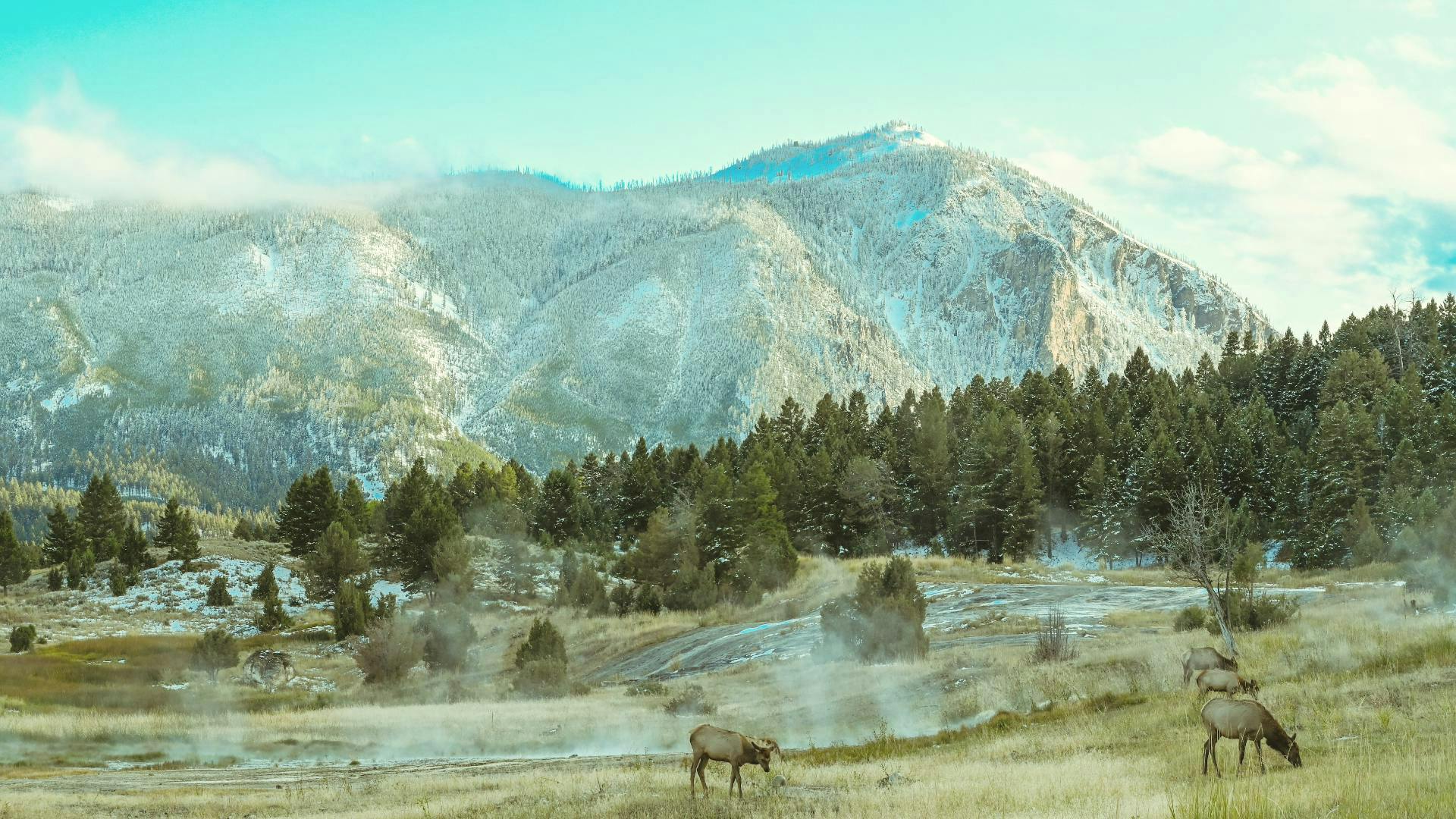 Elk graze in Yellowstone Teton Territory's Yellowstone National Park.