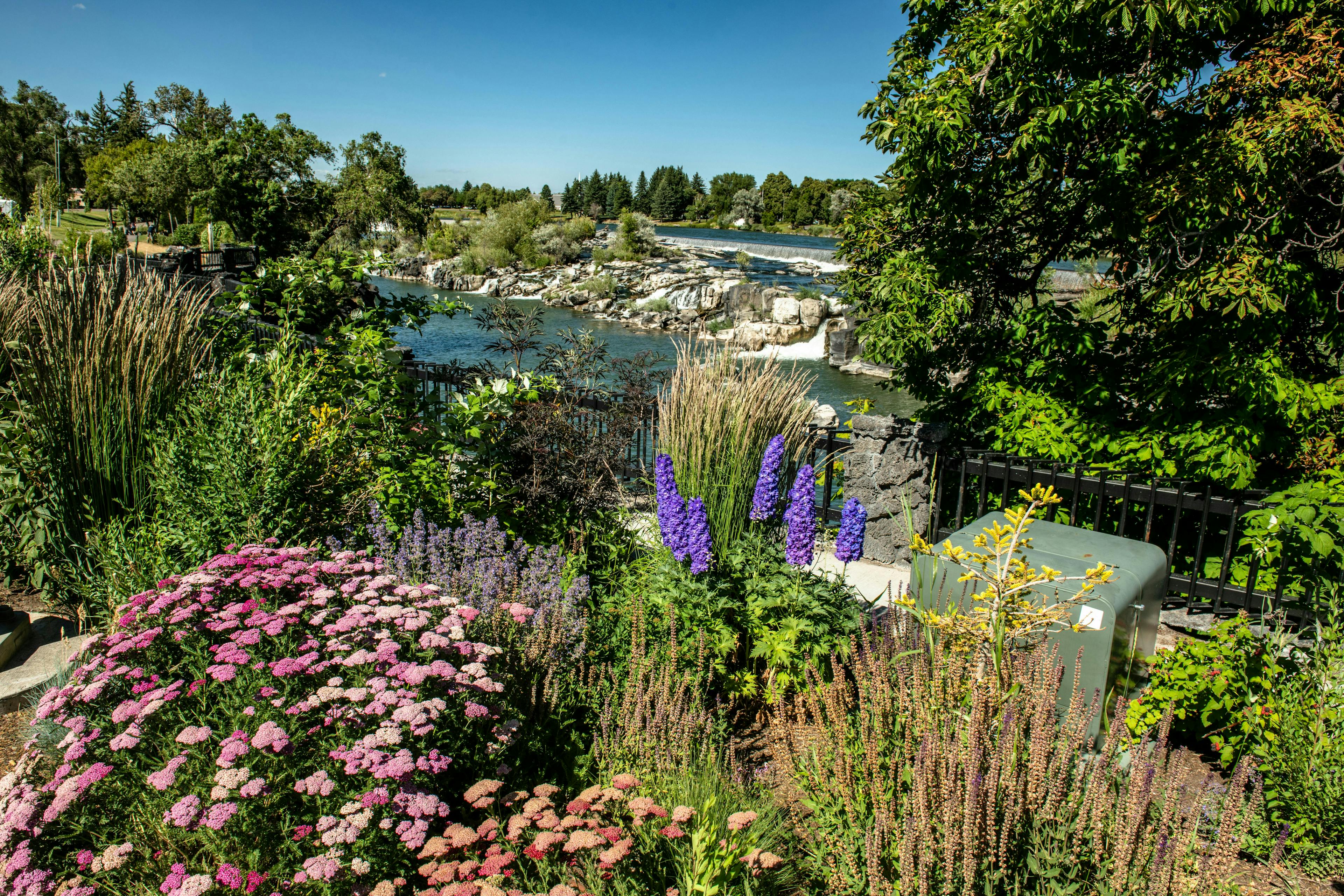 Wildflowers on the Greenbelt in Idaho Falls, a part of Eastern Idaho and Yellowstone Teton Territory.