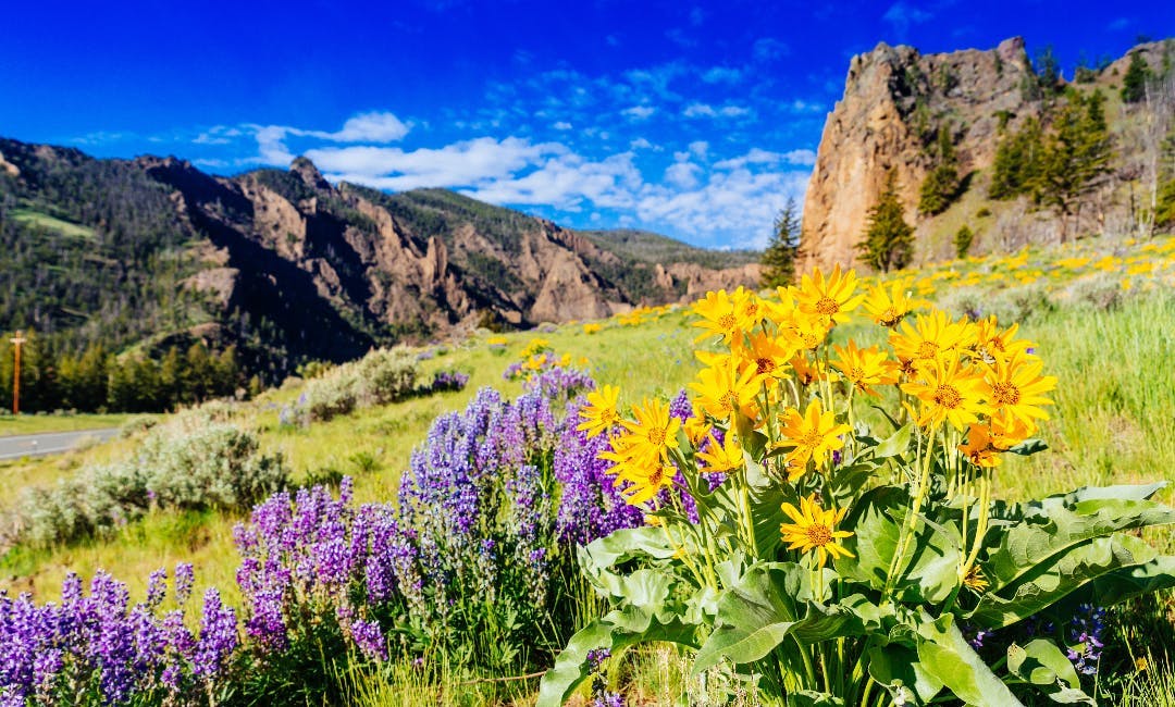 Wildflowers in the National Parks - Yellowstone and Grand Teton - a part of Yellowstone Teton Territory.