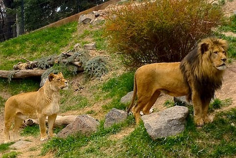 Lions at the Idaho Falls Zoo at Tautphaus Park in Eastern Idaho, a part of Yellowstone Teton Territory.