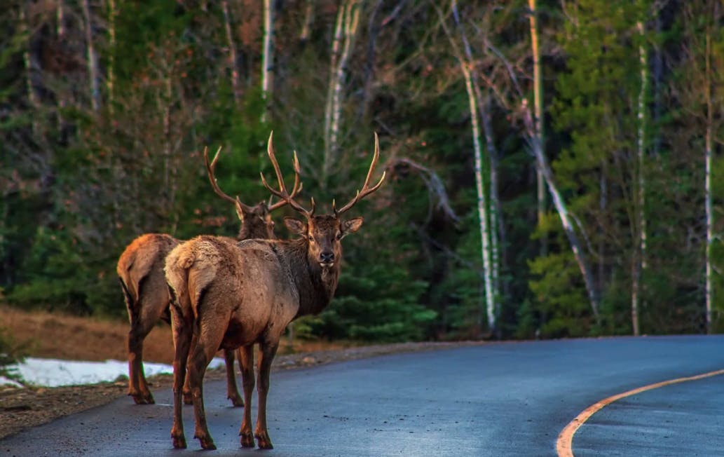 Elk stand on the road in Snake River Canyon, a part of Yellowstone Teton Territory, connecting Swan Valley Idaho to Grand Teton National Park.