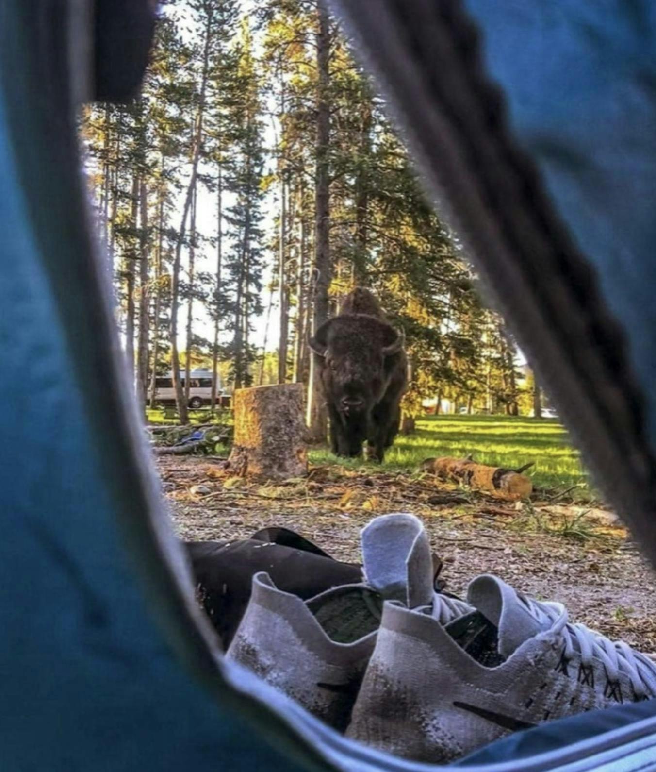 A bison in front of a tent in Eastern Idaho, a part of the Yellowstone Teton Territory.