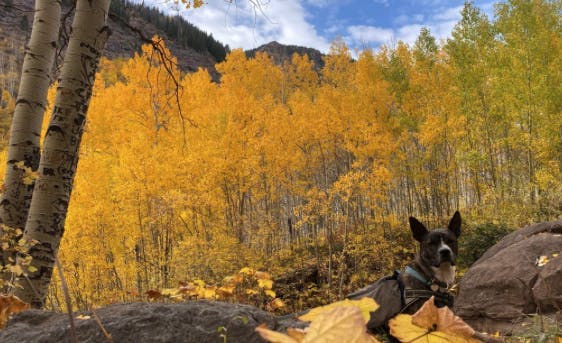 A dog on the aspen trail in Darby Canyon in Teton Valley, a part of Yellowstone Teton Territory in Eastern Idaho.