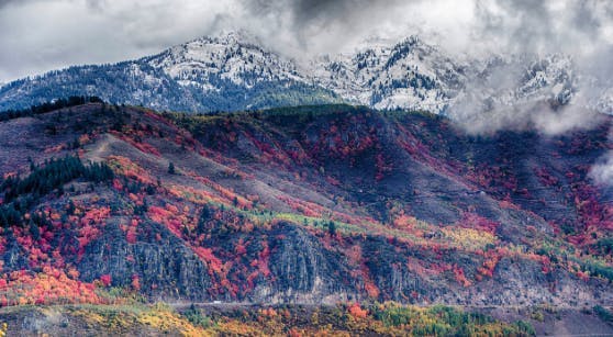 Falll colors on a mountainside in Yellowstone Teton Territory.