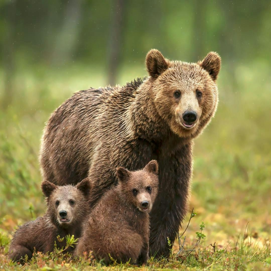 A mama bear and new cubs in Grand Teton National Park in Yellowstone Teton Territory.