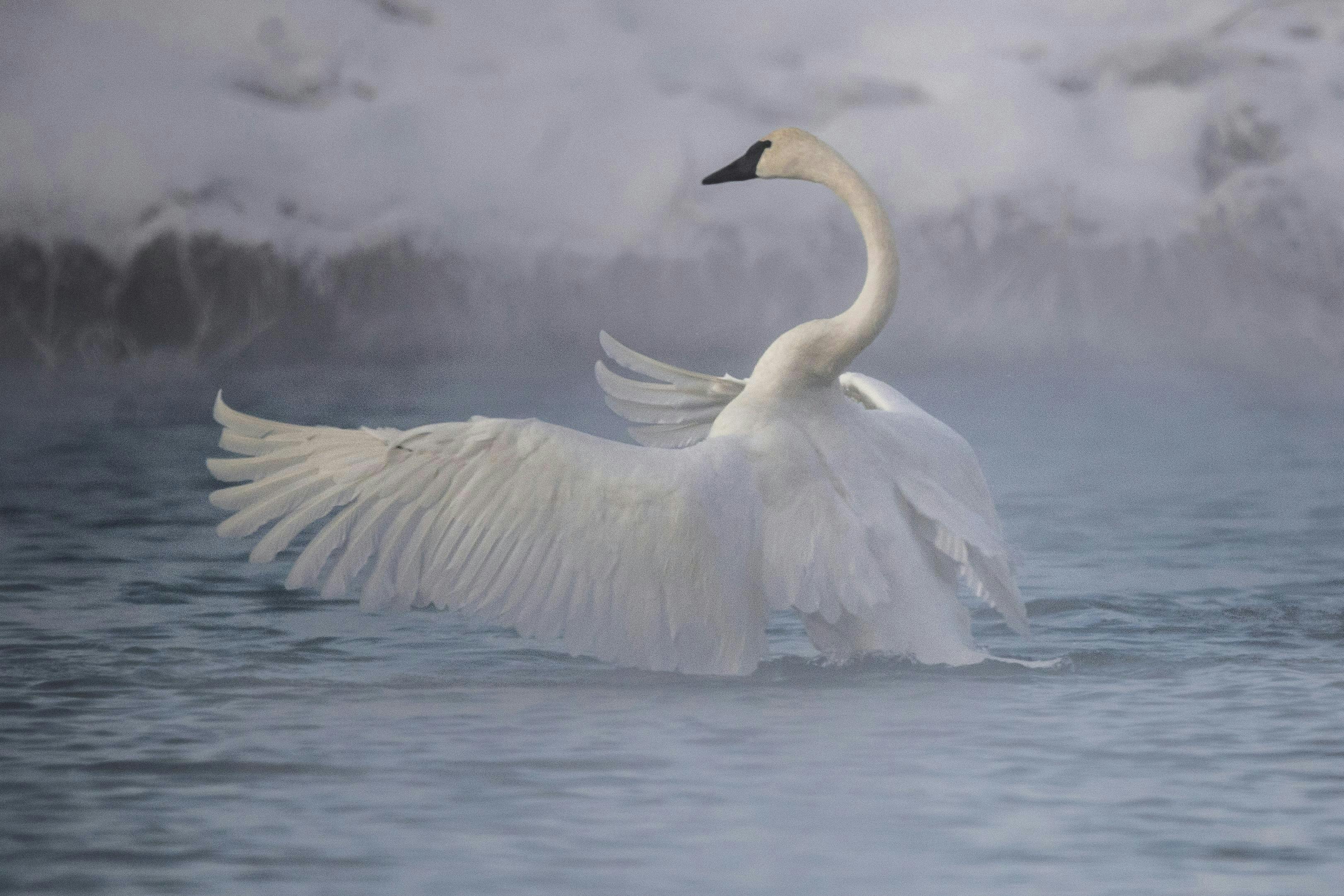 Trumpeter Swan in the water on a frosty morning.