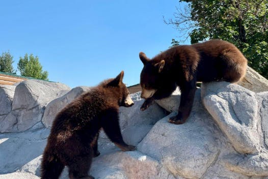 Two bear cubs play in Rexburg Idaho's Yellowstone Bear World in Yellowstone Teton Territory.