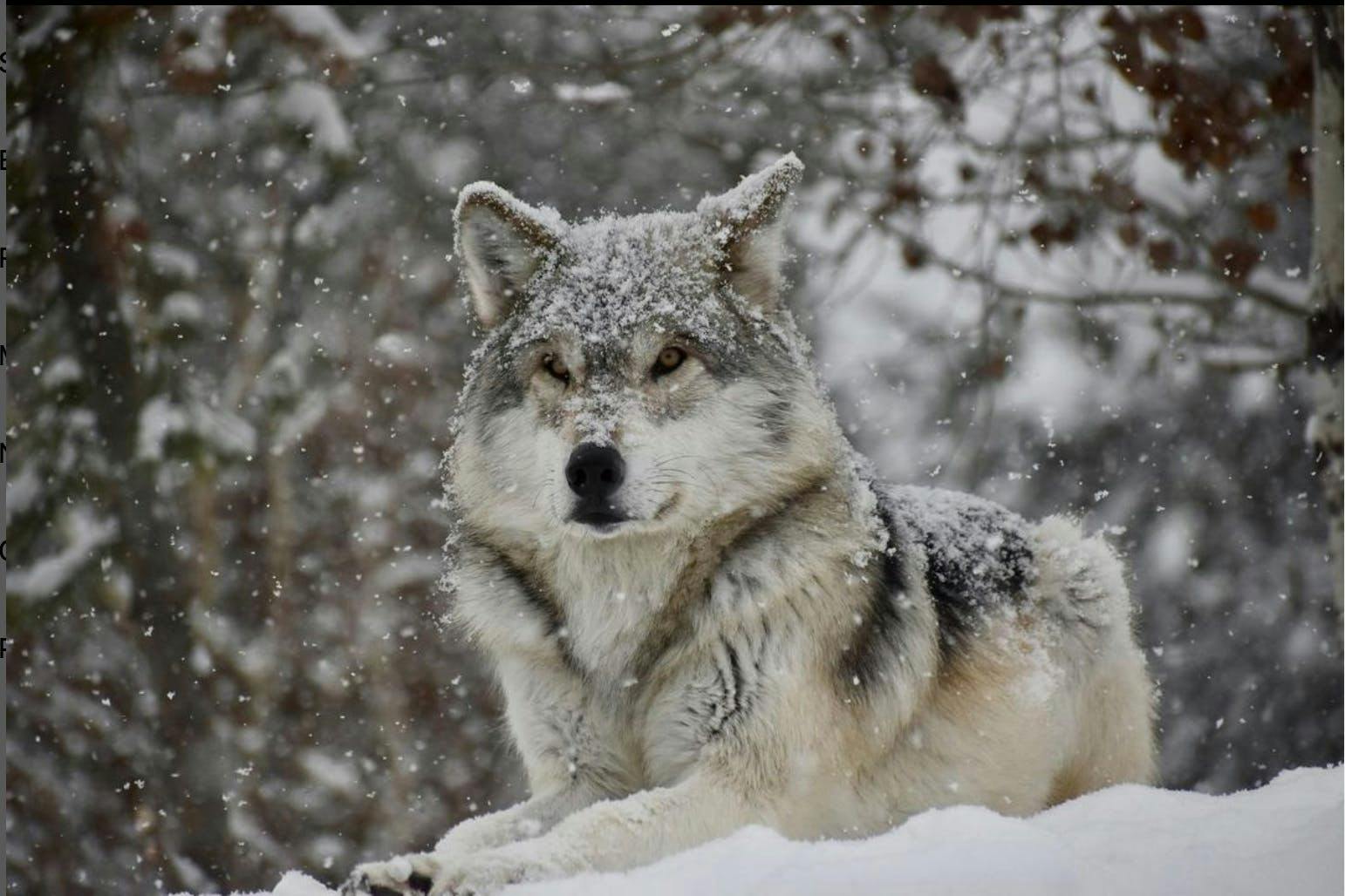 close up image of a wolf laying in the snow in winter