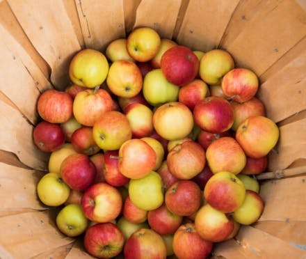 A bushel of apples picked at Brigham Young University Idaho's orchard in Yellowstone Teton Territory and Rexburg Idaho.