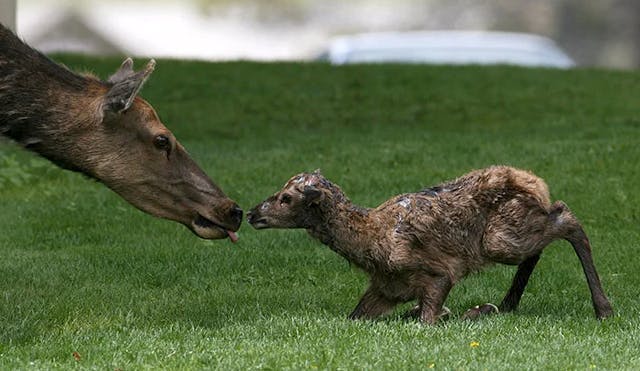 An elk nudges her newborn calf to stand in Yellowstone National Park in Yellowstone Teton Territory.