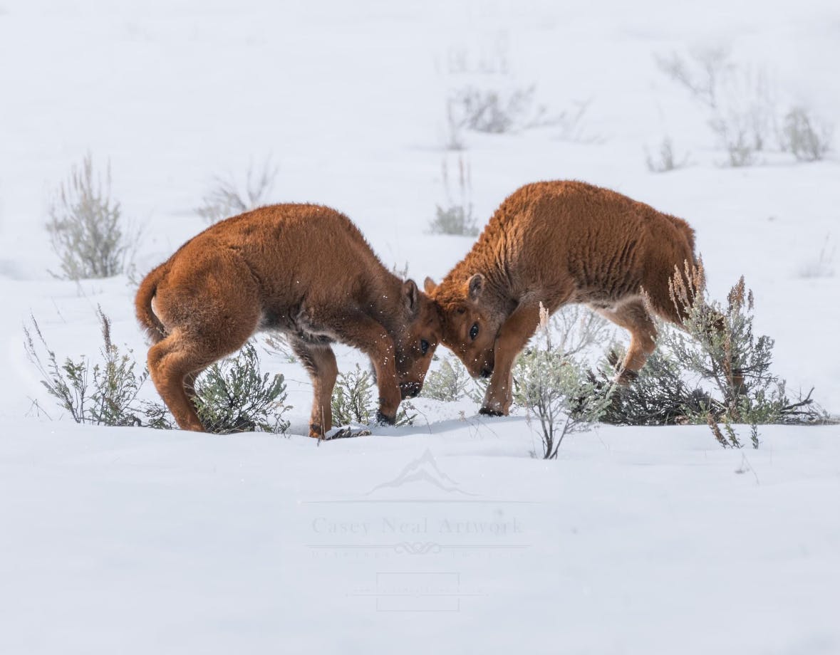 Two bison calves play in springtime in Yellowstone National Park, a part of Yellowstone Teton Territory.